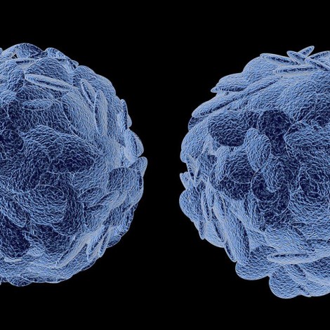 Illustration of cells